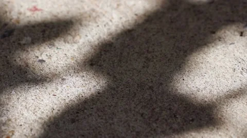 Pisonia grandis tree leaf shadows reflected on a concrete floor close-up Stock Footage 148078285