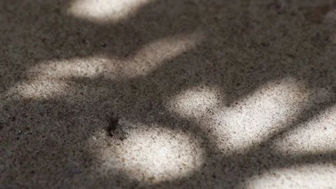 Pisonia grandis tree leaf shadows reflected on a concrete floor close-up Stock Footage 148078387