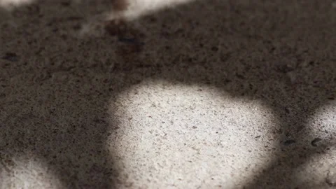 Pisonia grandis tree leaf shadows reflected on a concrete floor close-up Stock Footage 148078487