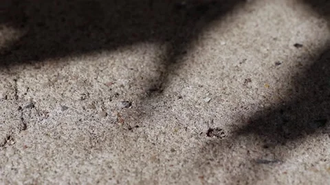 Pisonia grandis tree leaf shadows reflected on a concrete floor close-up Video stock 148078583