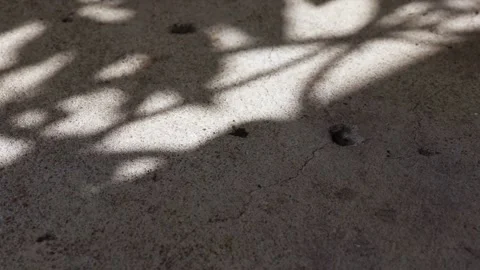 Pisonia grandis tree leaf shadows reflected on a concrete floor Stock Footage 148082153