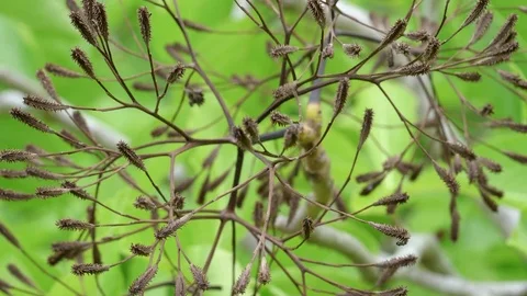 Pisonia seed burrs on a tree at heron island Stock Footage 82995003