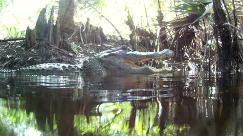 Pissed off Alligator Stock Footage 25002746