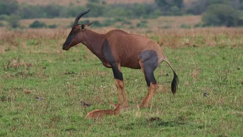 Topi Antelope Stock Footage Royalty Free Stock Videos Pond5