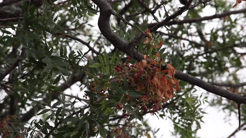 Pistachio growing on tree Stock Footage 202260179