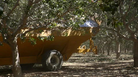 Pistachio Harvest Stock Footage 309672974