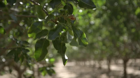 Pistachio Harvest Stock Footage 309672976