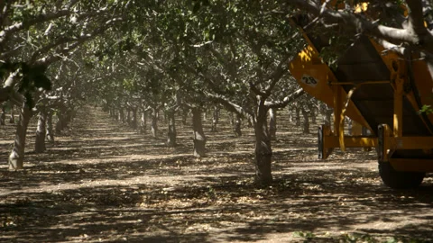 Pistachio Harvest Stock Footage 309673200