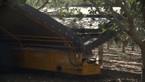 Pistachio Harvest Stock Footage 309673203