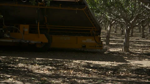 Pistachio Harvest Stock Footage 309673218