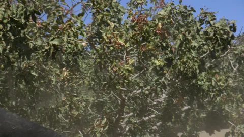 Pistachio Harvest Stock Footage 309673424