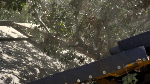 Pistachio Harvest Stock Footage 309673462