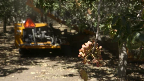 Pistachio Harvest Stock Footage 309673495