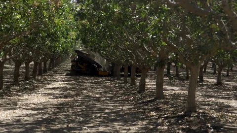 Pistachio Harvest Stock Footage 309673535