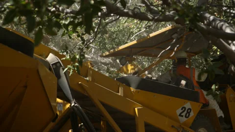 Pistachio Harvest Stock Footage 309673672