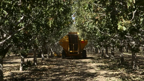 Pistachio Harvest Stock Footage 309673683