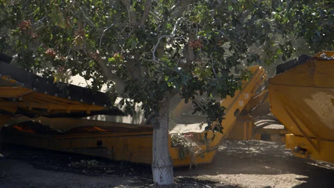 Pistachio Harvest Stock Footage 309674111