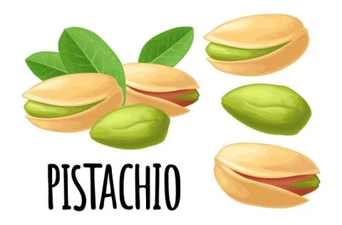 Pistachio nut with and without shell. Vector color realistic icon. Stock Illustration