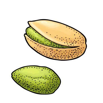 Pistachio nut with and without shell. Vector engraving color vintage illustra Illustrazione stock