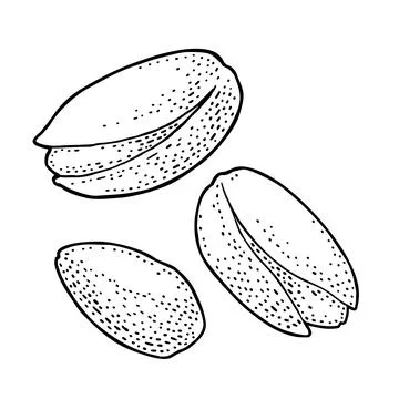 Pistachio nut with and without shell. Vector engraving color vintage illustra イラスト素材