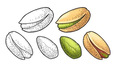 Pistachio nut with and without shell. Vector engraving color vintage illustra Stock Illustration