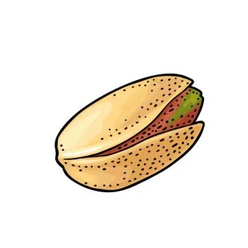 Pistachio nut in shell. Vector engraving color vintage illustration Stock Illustration