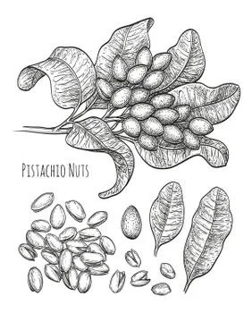 Pistachio nuts set. Stock Illustration