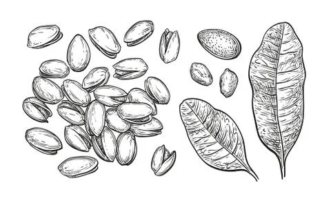 Pistachio nuts set. Stock Illustration