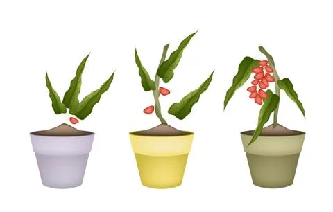 Pistachio Nuts on Tree in Ceramic Flower Pots Stock Illustration