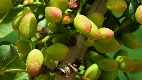 Pistachio nuts on trees Stock Footage 91296908