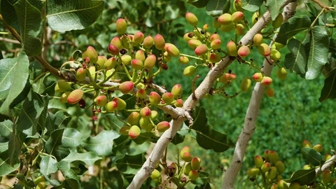 Pistachio nuts on trees Stock Footage 91297069