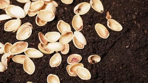 Pistachio shells on Soil. Compost or mulch them for your garden Stock Photos