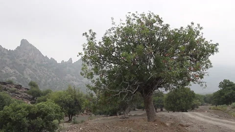Pistachio tree in olive forest Stock Footage 202260071