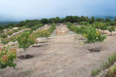 Pistachio trees Stock Photos