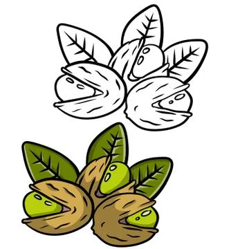 Pistachios. Green nuts in their shells. Walnut set with leaves. イラスト素材
