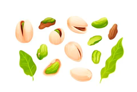 Pistachios nut set. Vector nuts isolated on white Stock Illustration