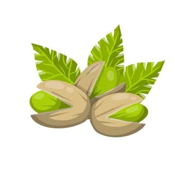 Pistachios. Vector Green nuts in their shells. Illustrazione stock