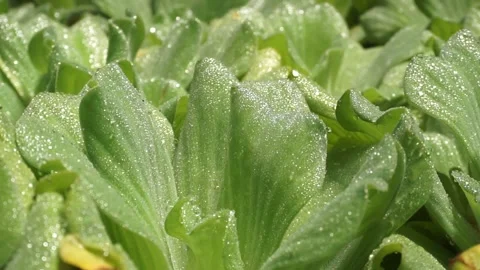 Pistia stratiotes Stock Footage 299681101