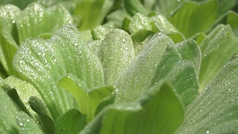 Pistia stratiotes Stock Footage 299681199