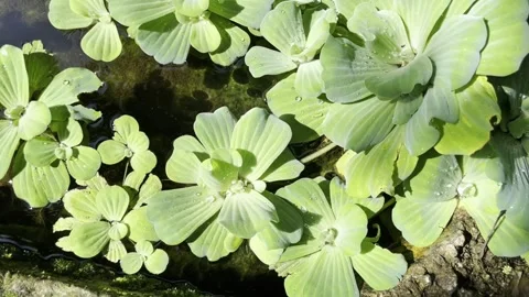 Pistia stratiotes or often called water cabbage water lettuce Nile cabbage Stock Footage 305015698