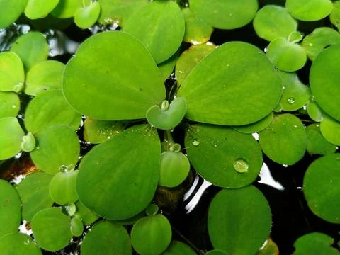 Pistia stratiotes Stock Photos