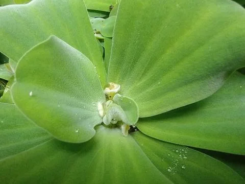 Pistia stratiotes Stock Photos