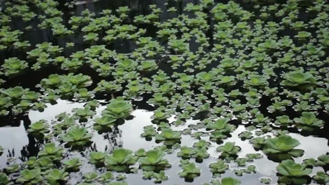 Pistia which is a genus of aquatic plants in arum. Stock Footage 219645187