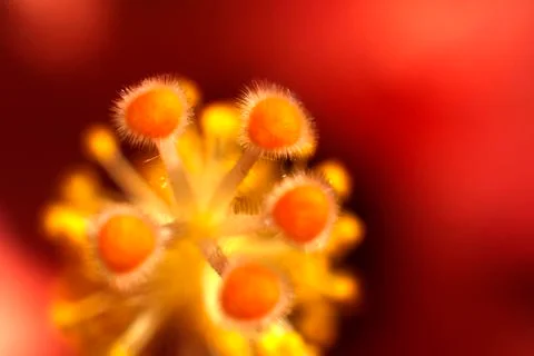 Pistil of a flower Stock Photos