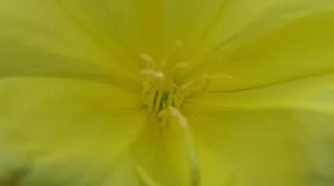 Pistil of flowers in spring 库存影片 50878457