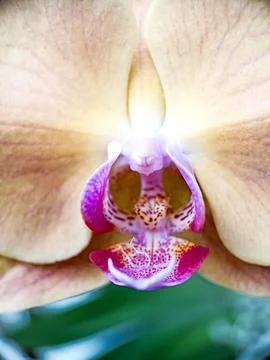Pistil of orchid Stock Photos