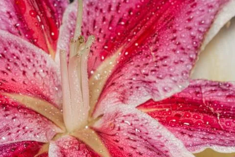 Pistil Stock Photos