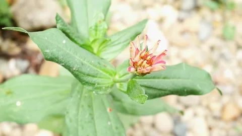 The pistil of the zinnia elegans that will bloom 4K Stock Footage 153454507