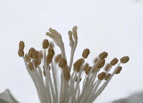 Pistils in white Stock Photos
