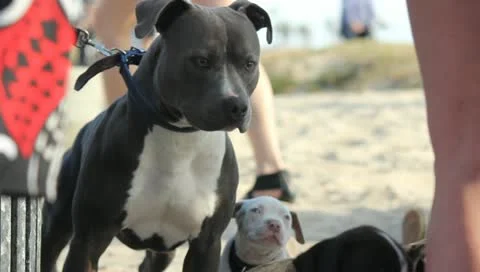 Pit and Pit Pup Stock Footage 11360162